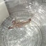 Encontraron alacranes en zona de barrancas: qué hacer y qué precauciones tomar ante la aparición | FM Avenida