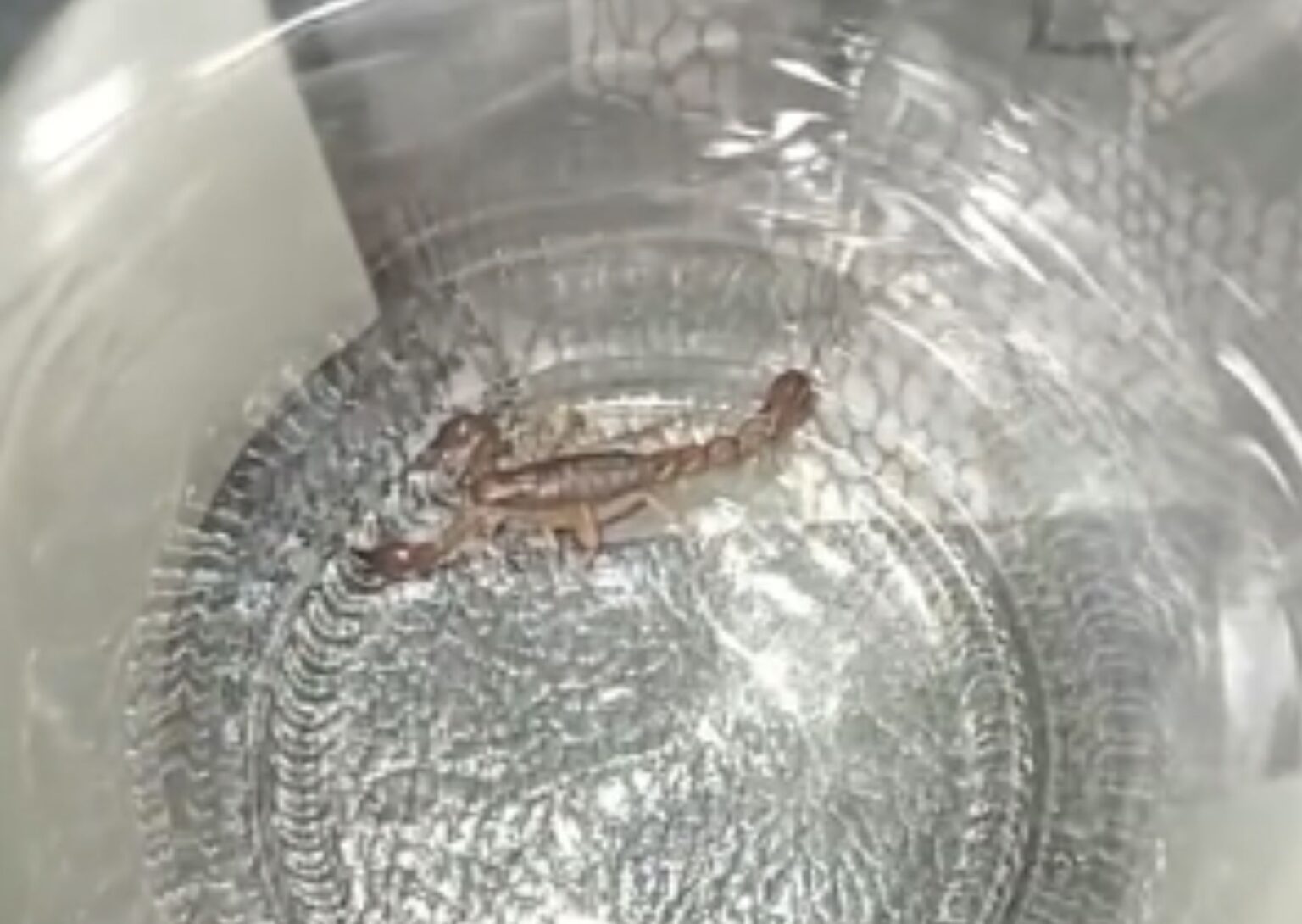 Encontraron alacranes en zona de barrancas: qué hacer y qué precauciones tomar ante la aparición | FM Avenida