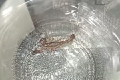 Encontraron alacranes en zona de barrancas: qué hacer y qué precauciones tomar ante la aparición | FM Avenida