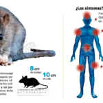 Hantavirus: Arrecifes confirmó su primera muerte en medio de un brote regional que ya suma cinco víctimas en el último mes | FM Avenida