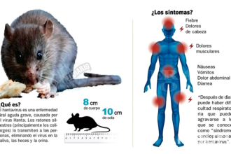 Hantavirus: Arrecifes confirmó su primera muerte en medio de un brote regional que ya suma cinco víctimas en el último mes | FM Avenida