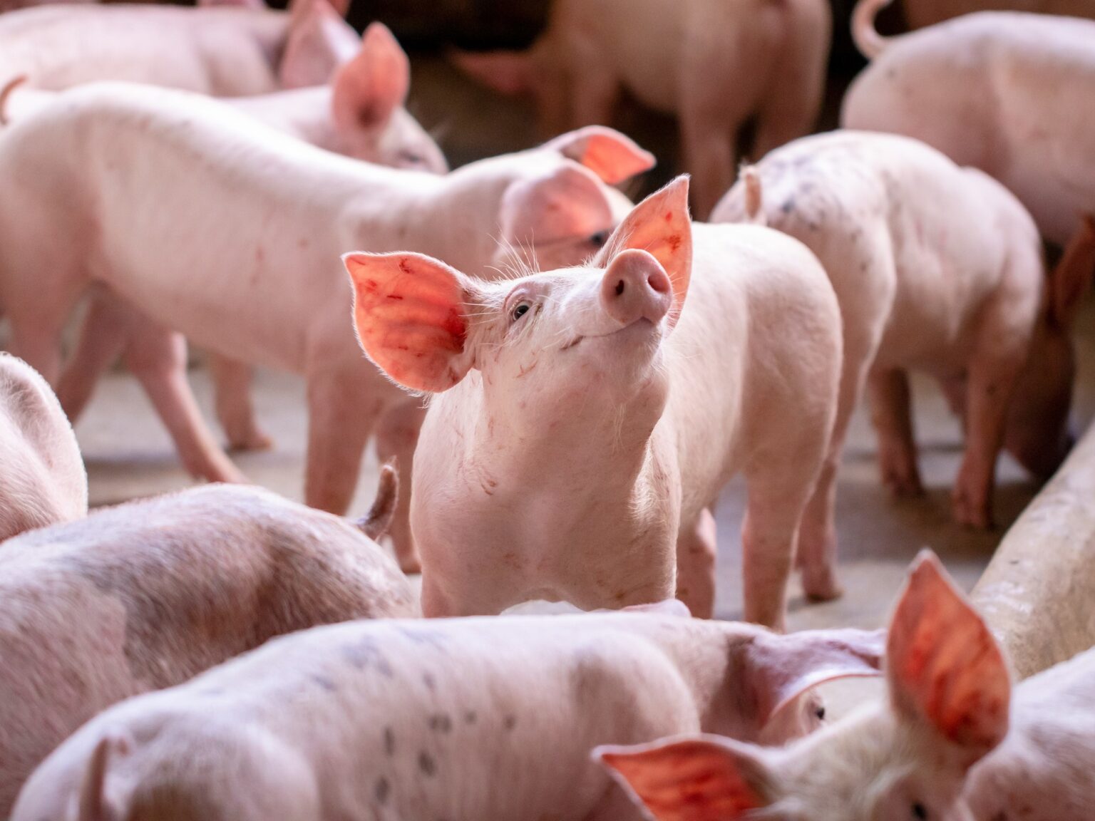 “La competitividad está en riesgo”: la cadena porcina alertó sobre “problemas estructurales” que afectan a la producción y pide por la apertura de un mercado clave | FM Avenida