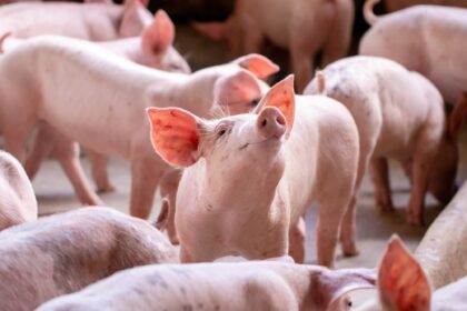 “La competitividad está en riesgo”: la cadena porcina alertó sobre “problemas estructurales” que afectan a la producción y pide por la apertura de un mercado clave | FM Avenida