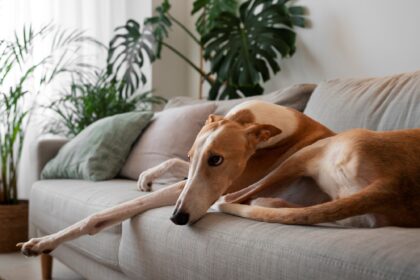 Murió tu mascota: el servicio gratuito del Instituto Pasteur para despedirla sin gastar fortuna | FM Avenida