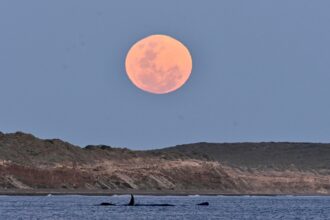Pícnic de luna llena en Puerto Madryn | FM Avenida