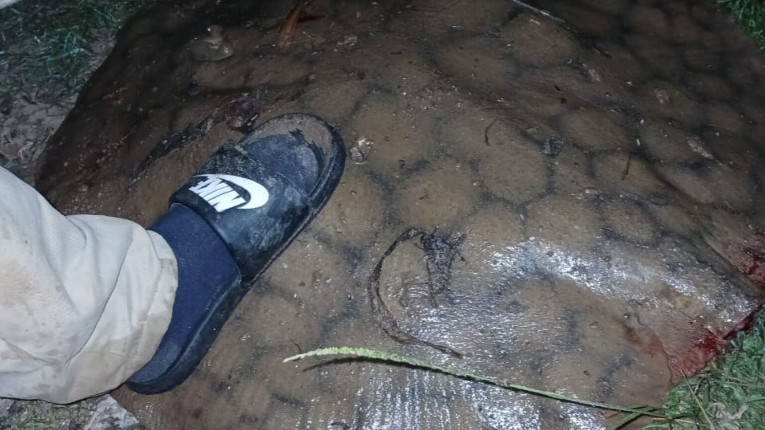 Rayas de agua dulce: cuáles son las características de los ejemplares que se pescan en San Pedro | FM Avenida