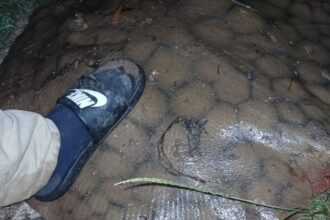 Rayas de agua dulce: cuáles son las características de los ejemplares que se pescan en San Pedro | FM Avenida