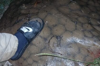 Rayas de agua dulce: cuáles son las características de los ejemplares que se pescan en San Pedro | FM Avenida