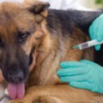 Realizarán jornada gratuita de vacunación y desparasitación de mascotas | FM Avenida