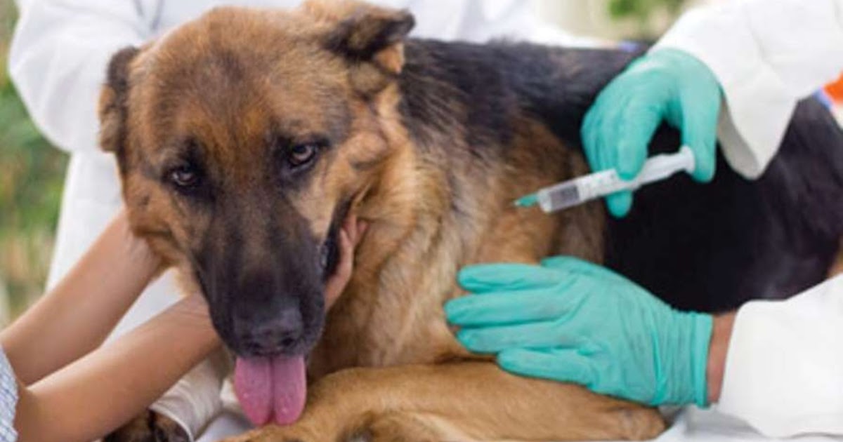 Realizarán jornada gratuita de vacunación y desparasitación de mascotas | FM Avenida