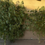 Tras analizar cámaras de seguridad, la policía esclareció un robo y halló droga en un allanamiento | FM Avenida