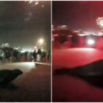 Video: así huyó un lobo marino en la playa de San Bernardo tras asustarse por los fuegos artificiales de Año Nuevo | FM Avenida