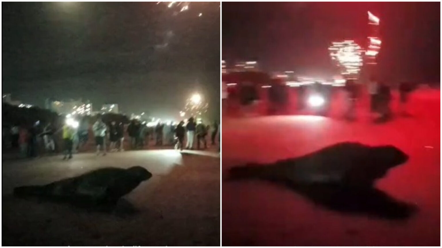 Video: así huyó un lobo marino en la playa de San Bernardo tras asustarse por los fuegos artificiales de Año Nuevo | FM Avenida