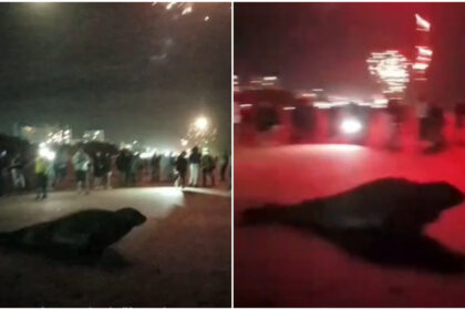 Video: así huyó un lobo marino en la playa de San Bernardo tras asustarse por los fuegos artificiales de Año Nuevo | FM Avenida