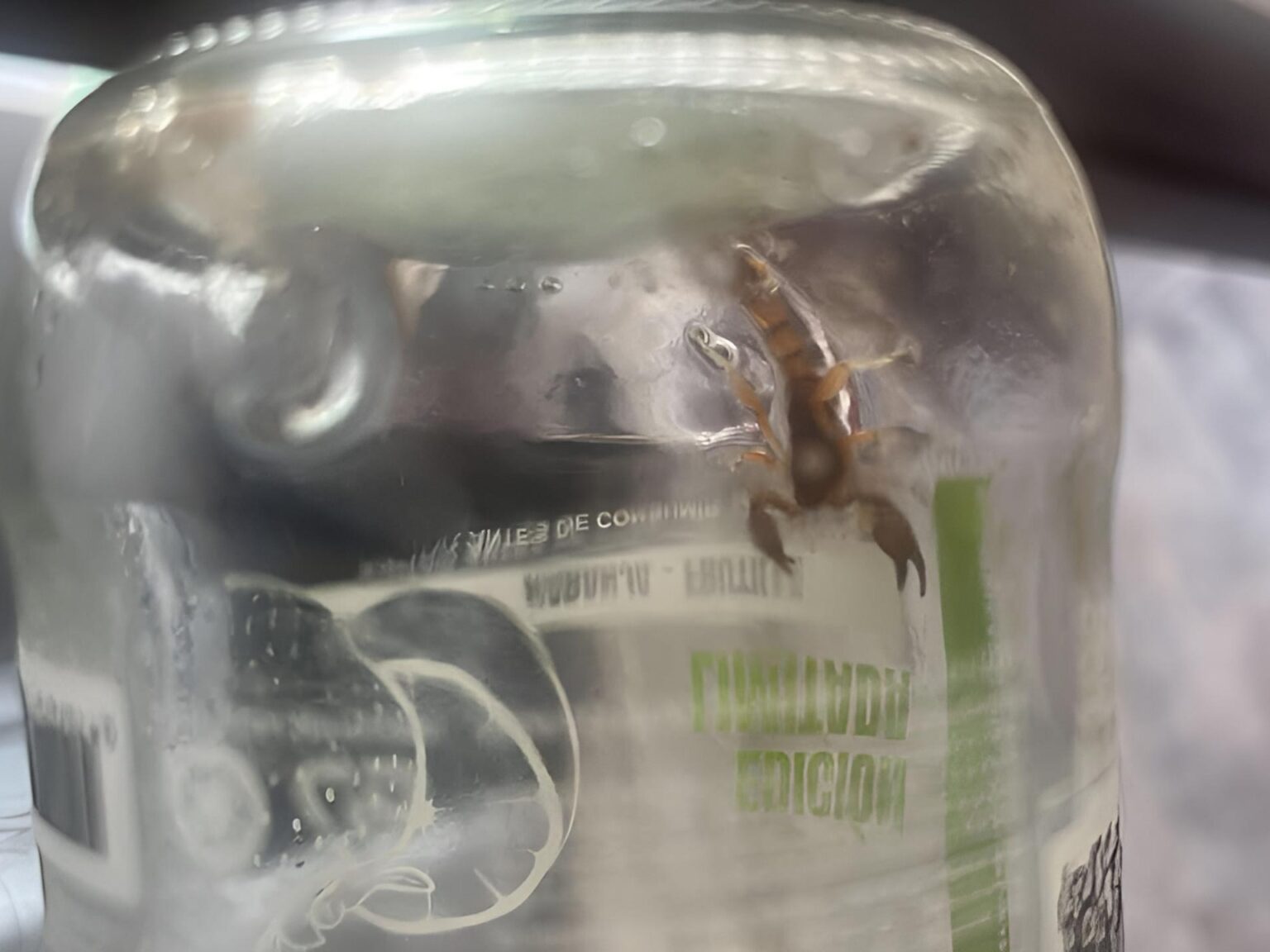 Aparecieron dos alacranes en una vivienda: qué medidas tomar y qué riesgos implican | FM Avenida