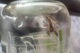 Aparecieron dos alacranes en una vivienda: qué medidas tomar y qué riesgos implican | FM Avenida