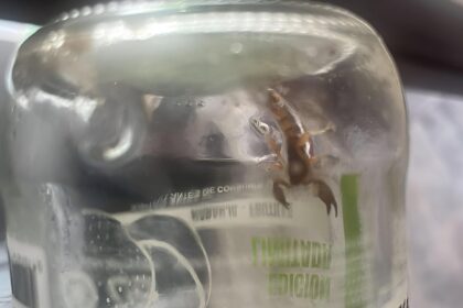 Aparecieron dos alacranes en una vivienda: qué medidas tomar y qué riesgos implican | FM Avenida