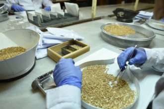 Arranca un nuevo Curso de Perito Clasificador de Granos con buena salida laboral | FM Avenida