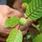 Buenas noticias para Nuevo México: el estado prohibió el kratom en alimentos y bebidas | FM Avenida