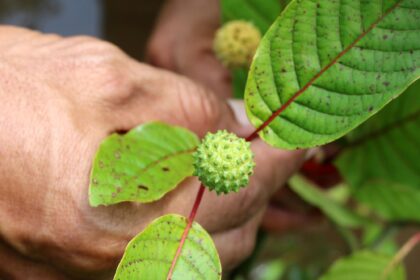 Buenas noticias para Nuevo México: el estado prohibió el kratom en alimentos y bebidas | FM Avenida
