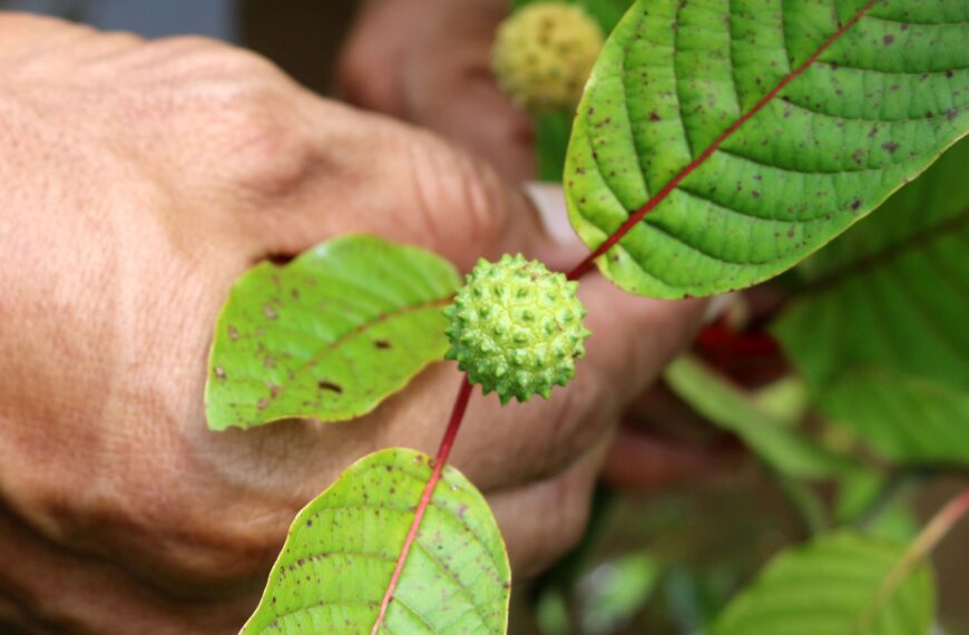 Buenas noticias para Nuevo México: el estado prohibió el kratom en alimentos y bebidas | FM Avenida