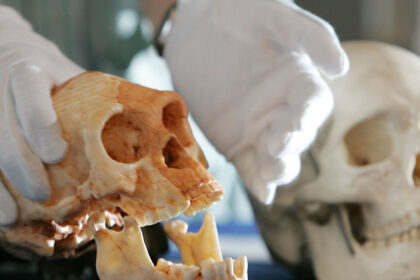 Confirman que los humanos extinguieron a los “hobbits” y el hallazgo cambia lo que se sabía de la prehistoria | FM Avenida