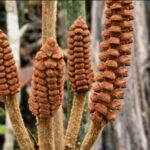 Descubren en el Amazonas una planta de la época de los dinosaurios | FM Avenida