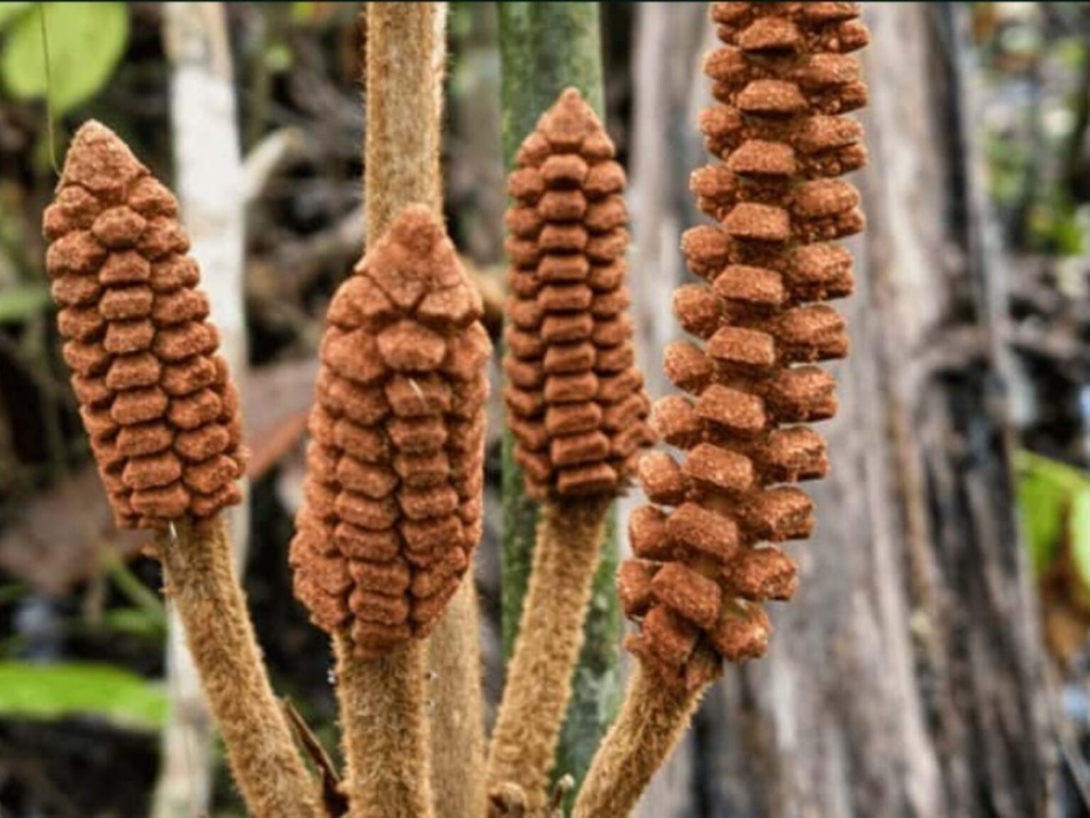 Descubren en el Amazonas una planta de la época de los dinosaurios | FM Avenida