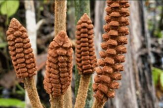 Descubren en el Amazonas una planta de la época de los dinosaurios | FM Avenida