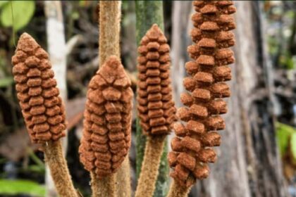 Descubren en el Amazonas una planta de la época de los dinosaurios | FM Avenida