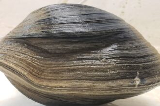 Descubren una almeja de 500 años que podría revelar secretos ocultos del océano | FM Avenida