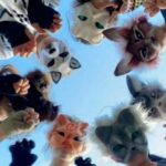 El fenómeno Therians llegó a  San Pedro: qué son y de qué se trata la convocatoria que circula en redes | FM Avenida