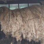 El nuevo destino de Fiona, "la oveja más solitaria del mundo": fue mamá de gemelos y su historia cautiva en las redes | FM Avenida