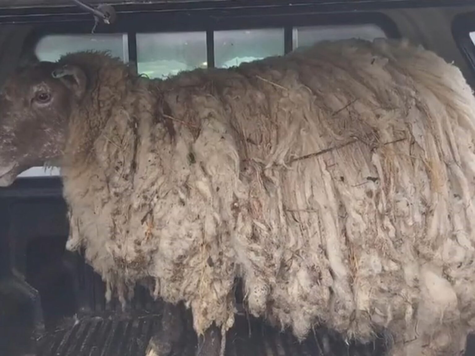 El nuevo destino de Fiona, "la oveja más solitaria del mundo": fue mamá de gemelos y su historia cautiva en las redes | FM Avenida