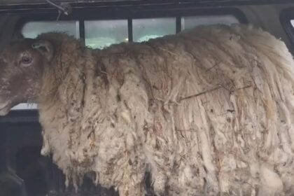 El nuevo destino de Fiona, "la oveja más solitaria del mundo": fue mamá de gemelos y su historia cautiva en las redes | FM Avenida