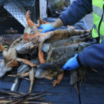 El triste destino de las iguanas “congeladas” en Miami: qué harán con ellas | FM Avenida