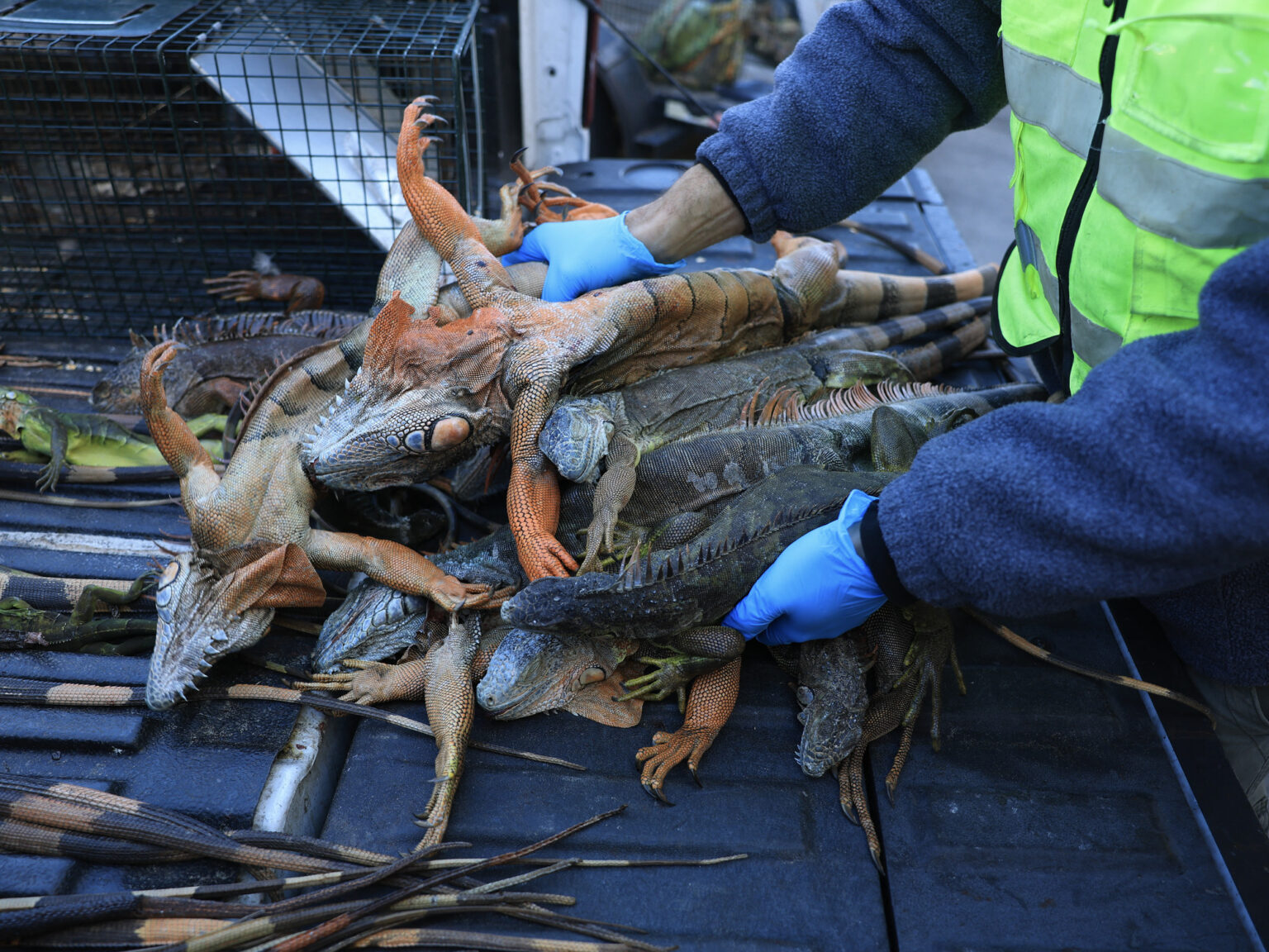 El triste destino de las iguanas “congeladas” en Miami: qué harán con ellas | FM Avenida