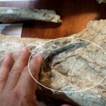 En Campo Spósito: hallan restos de un toxodonte de 200 mil años con marcas de un pisotón | FM Avenida