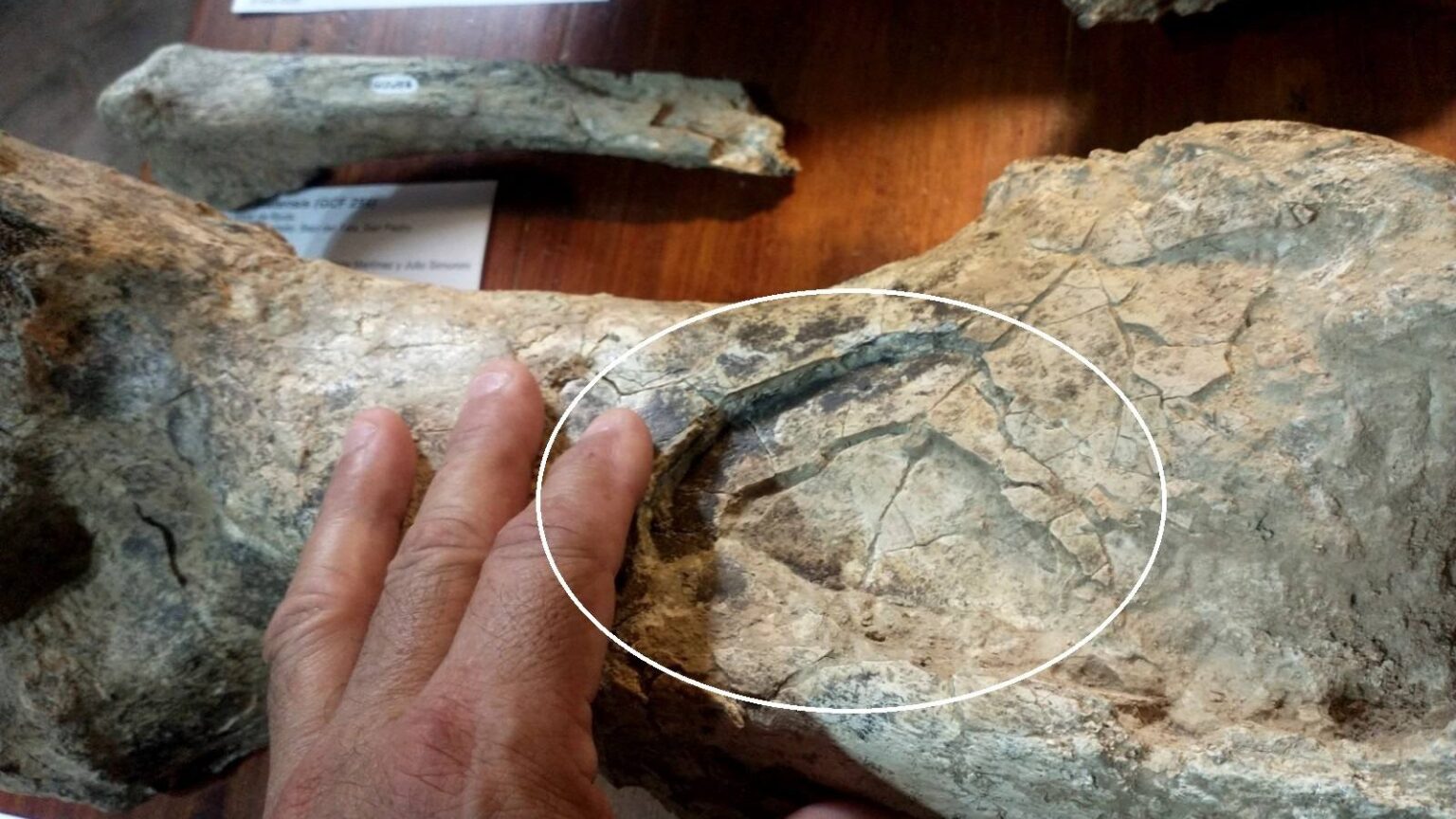 En Campo Spósito: hallan restos de un toxodonte de 200 mil años con marcas de un pisotón | FM Avenida