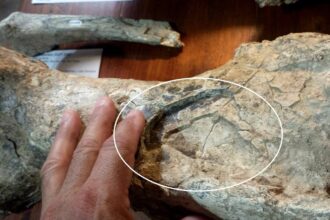 En Campo Spósito: hallan restos de un toxodonte de 200 mil años con marcas de un pisotón | FM Avenida