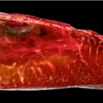 Encontraron una hormiga de 40 millones de años en la colección de ámbar de Goethe | FM Avenida