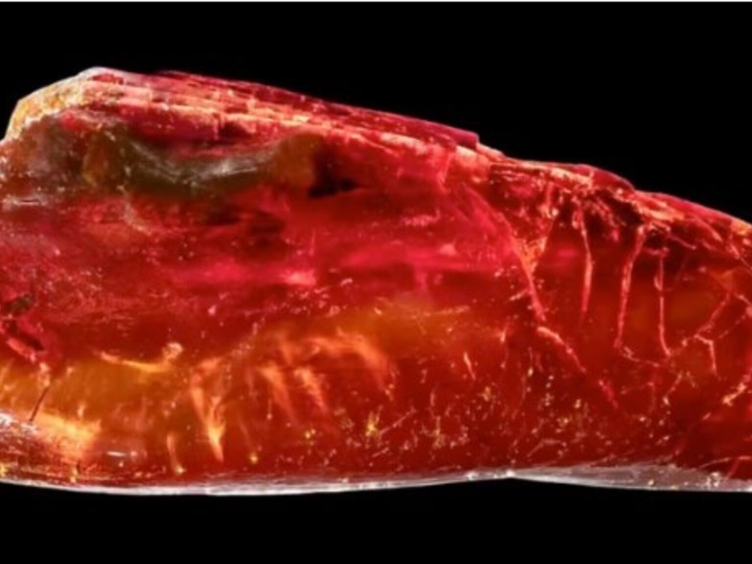 Encontraron una hormiga de 40 millones de años en la colección de ámbar de Goethe | FM Avenida