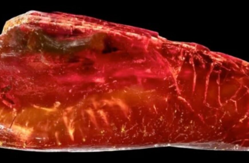 Encontraron una hormiga de 40 millones de años en la colección de ámbar de Goethe | FM Avenida