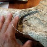 Hallan restos de un toxodonte de 200.000 años con marcas de pisoteo de otros grandes mamíferos | FM Avenida