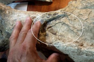 Hallan restos de un toxodonte de 200.000 años con marcas de pisoteo de otros grandes mamíferos | FM Avenida