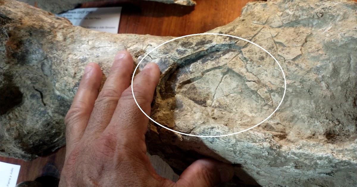 Hallan restos de un toxodonte de 200.000 años con marcas de pisoteo de otros grandes mamíferos | FM Avenida