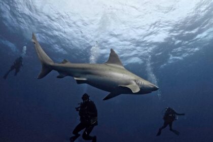 Hallazgo sin precedentes: investigadores descubrieron fósiles de tiburón de hace 326 millones de años perfectamente preservados en EE.UU. | FM Avenida