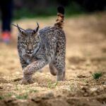 Investigadores descubren que el lince ibérico está dispersando semillas y alterando ecosistemas en España | FM Avenida