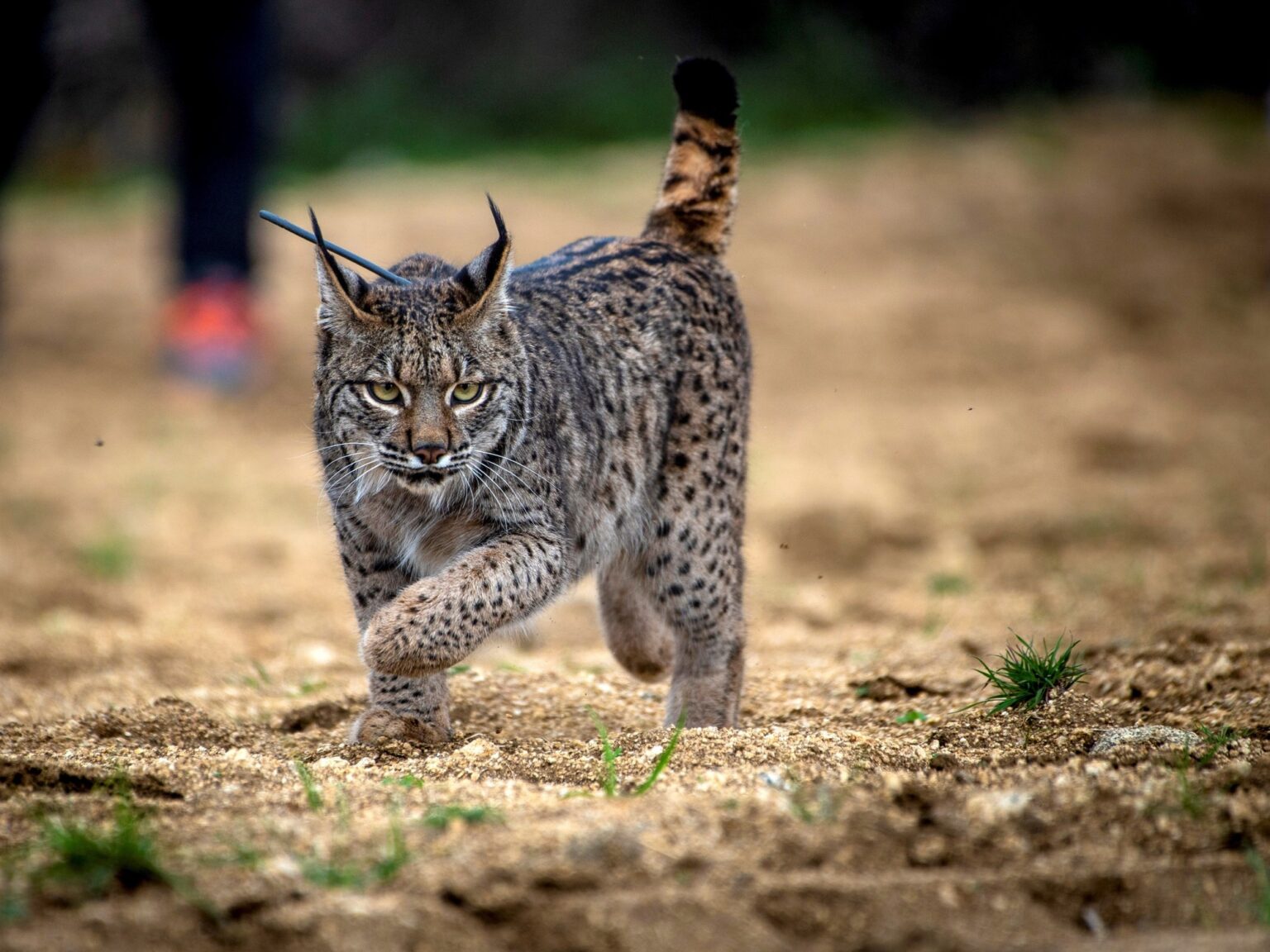 Investigadores descubren que el lince ibérico está dispersando semillas y alterando ecosistemas en España | FM Avenida