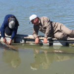 La Provincia impulsa un proyecto para repoblar con pejerrey las lagunas bonaerenses y fortalecer la pesca deportiva | FM Avenida